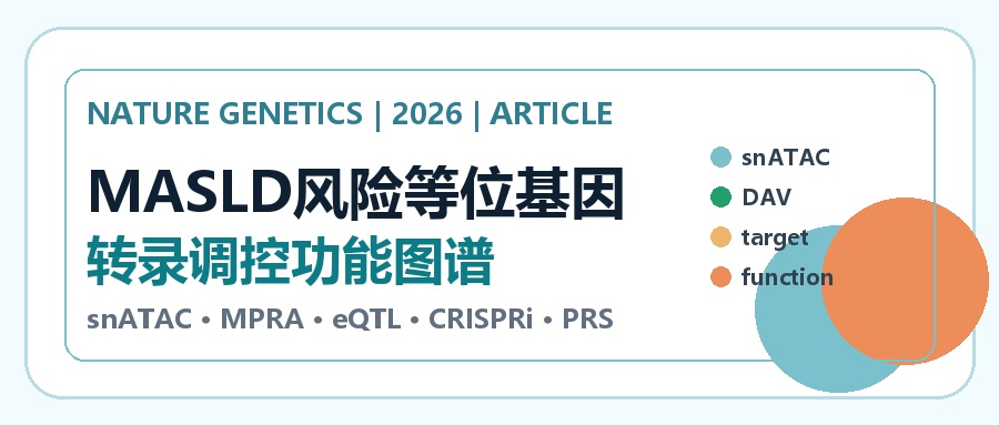 MASLD风险等位基因调控图谱